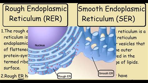 difference between rough and smooth er|rough endoplasmic reticulum definition.